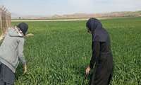 بررسی عوامل خسارتزای غلات در شهرستان مانه